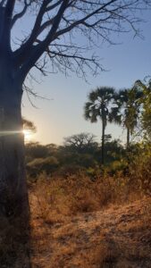 on a walk through the bushveld