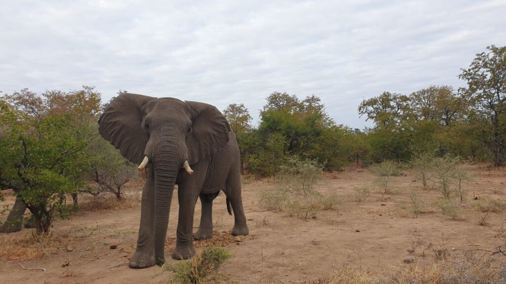 Elephant, Makuleke